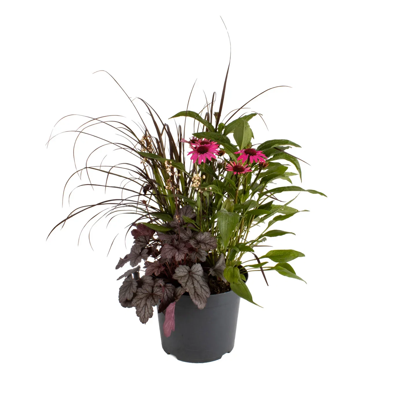Perennials Triple Beauty Stockholm 23cm