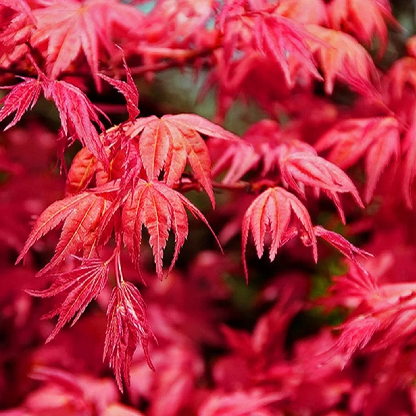 Acer palmatum 'Beni-maiko' 180-225cm 55cm