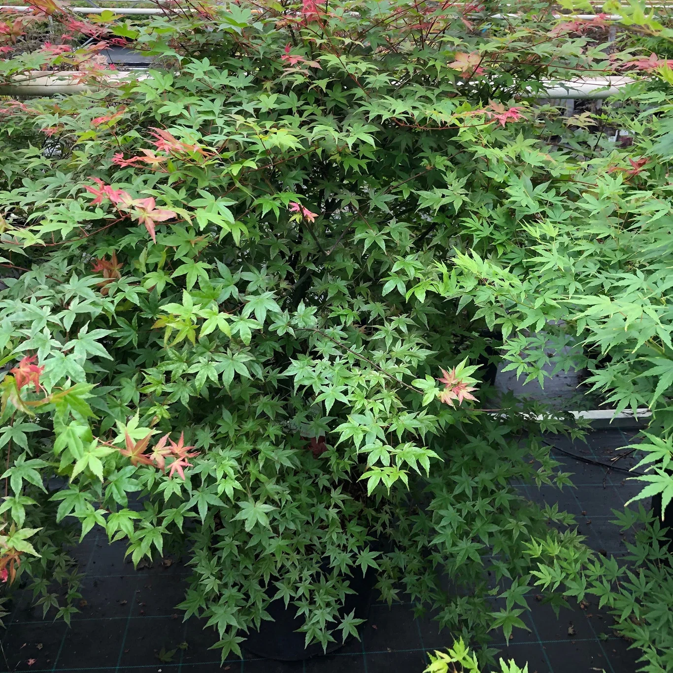 Acer palmatum 'Beni-maiko' 180-225cm 55cm
