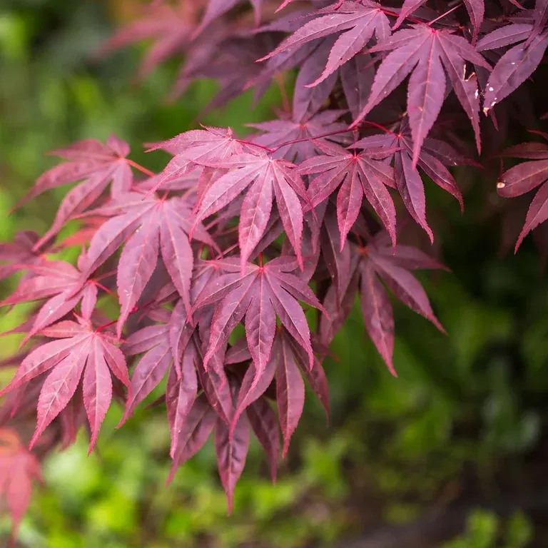 Acer palm. 'Bloodgood' 100-125cm 35cm