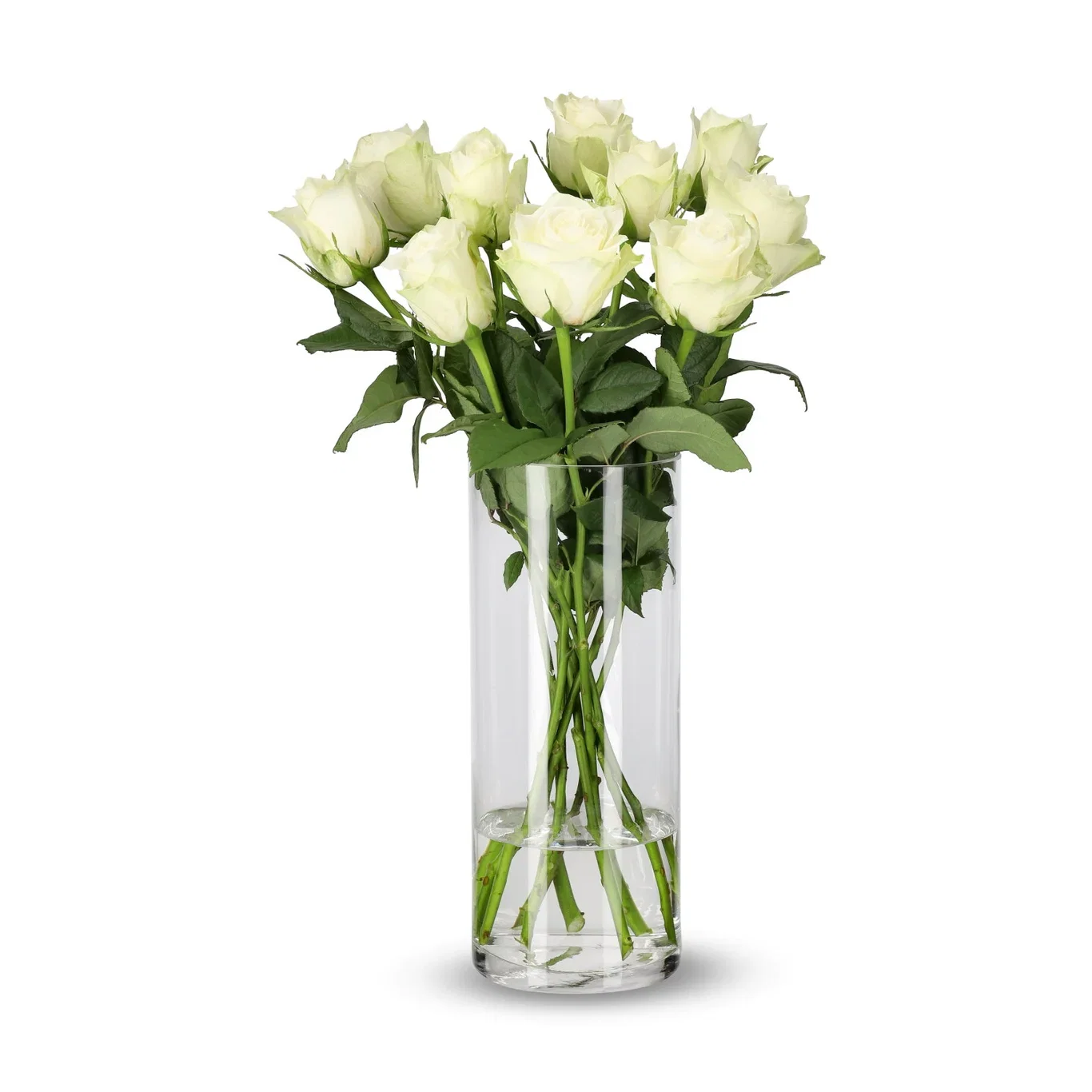 Rosa White 10 pk 50 cm