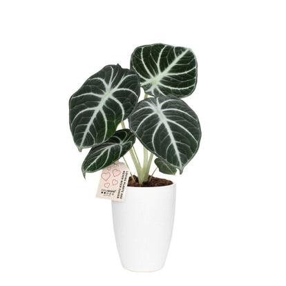 Grønne planter i potte