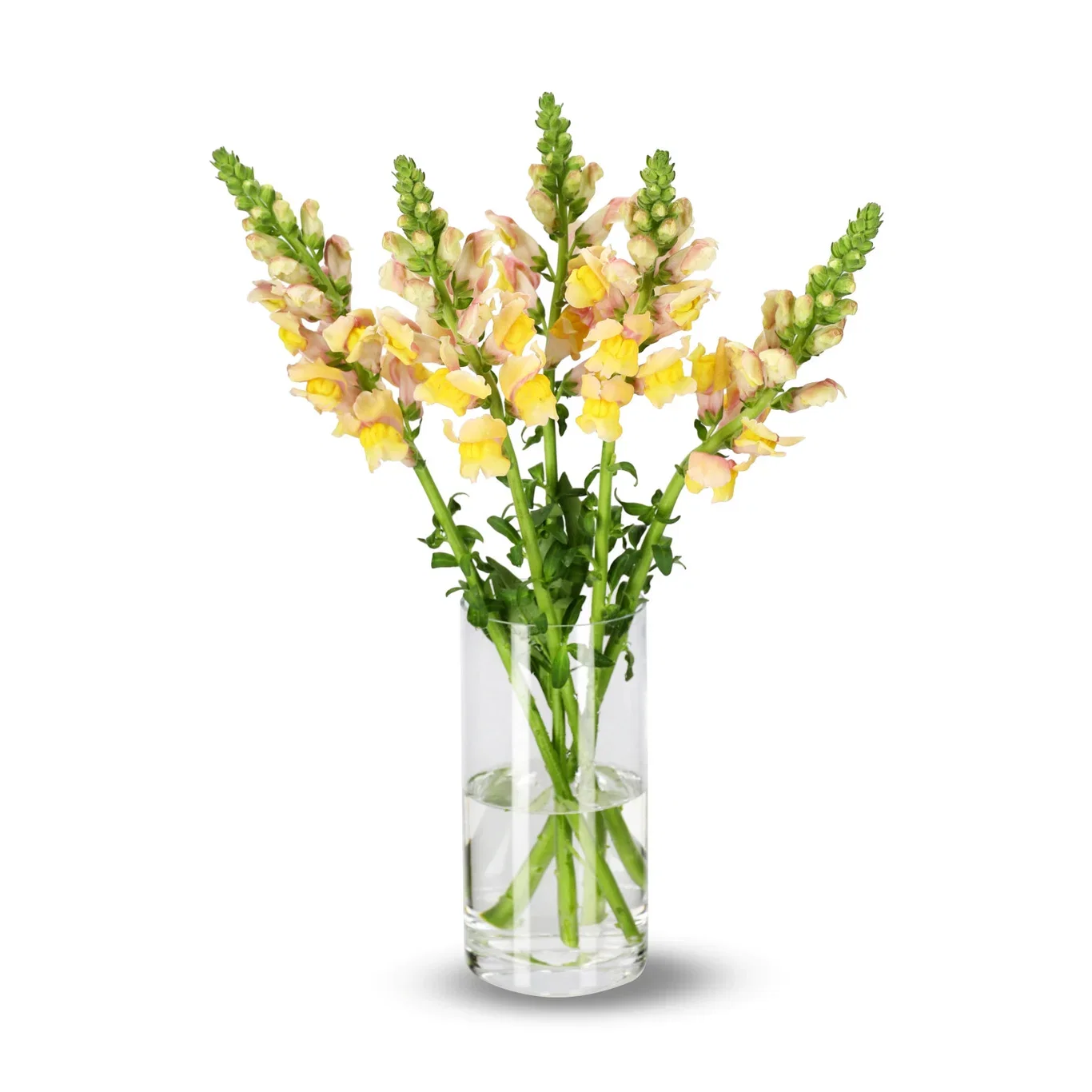 Anthirrinum mix 50cm 5pk