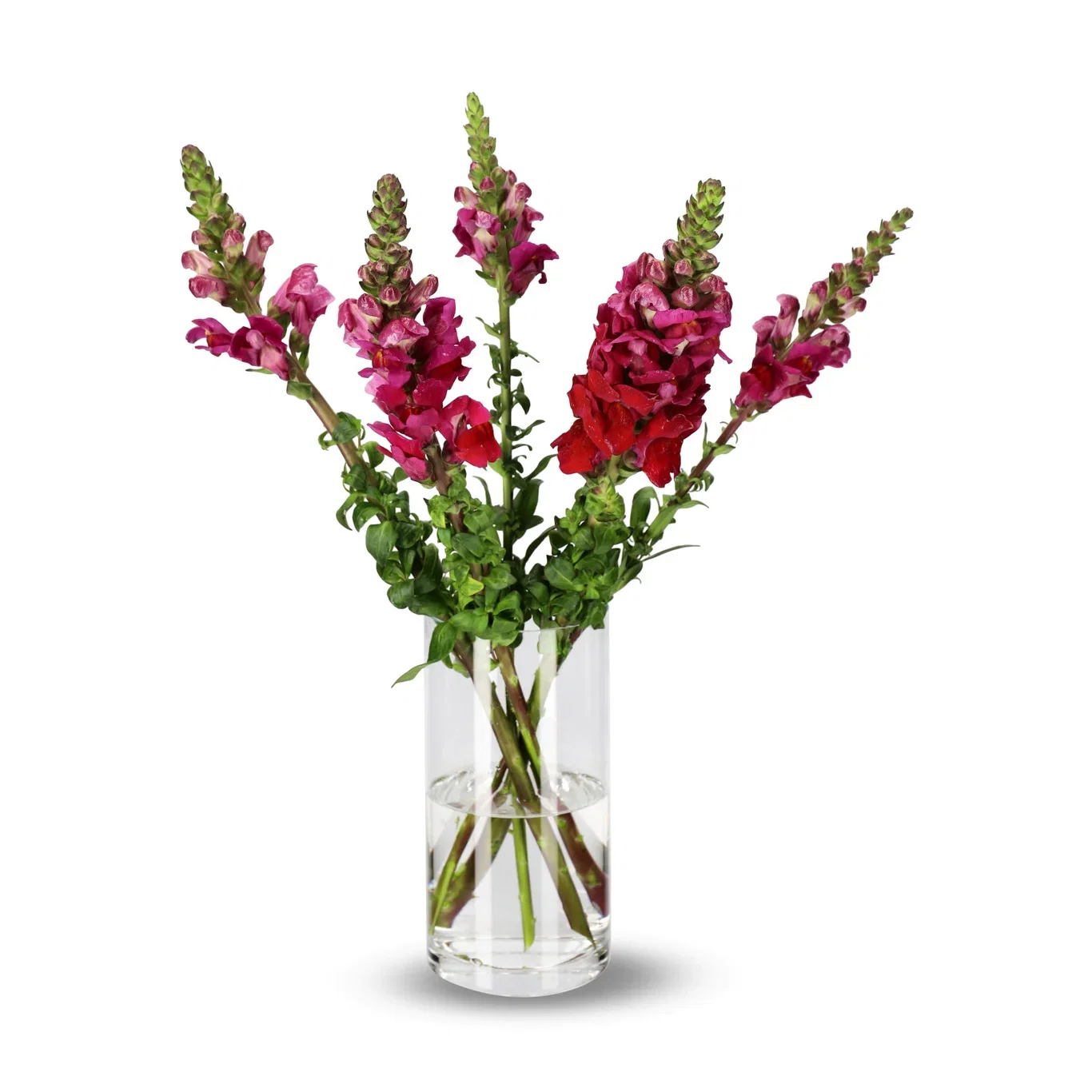 Anthirrinum mix 50cm 5pk