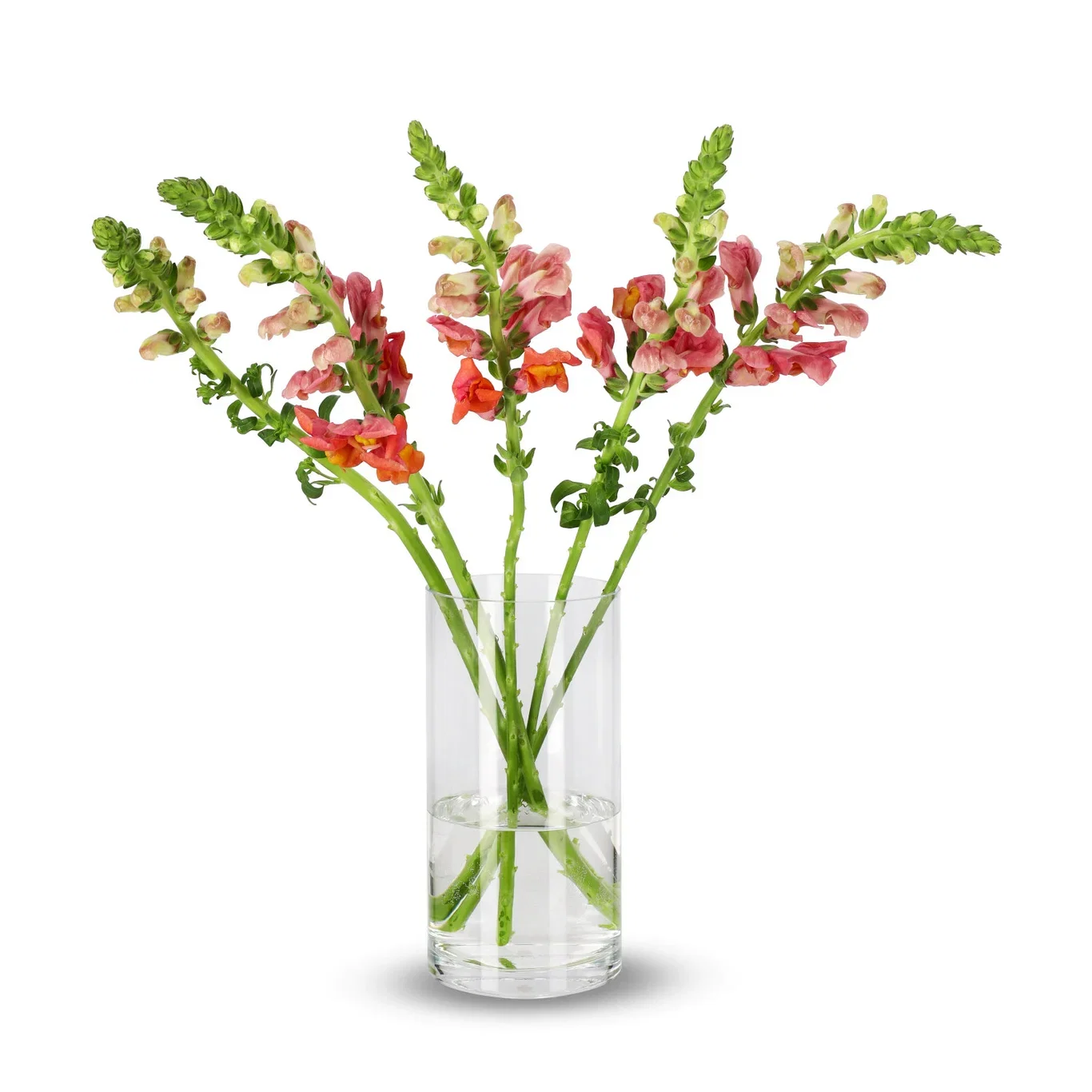 Anthirrinum mix 50cm 5pk