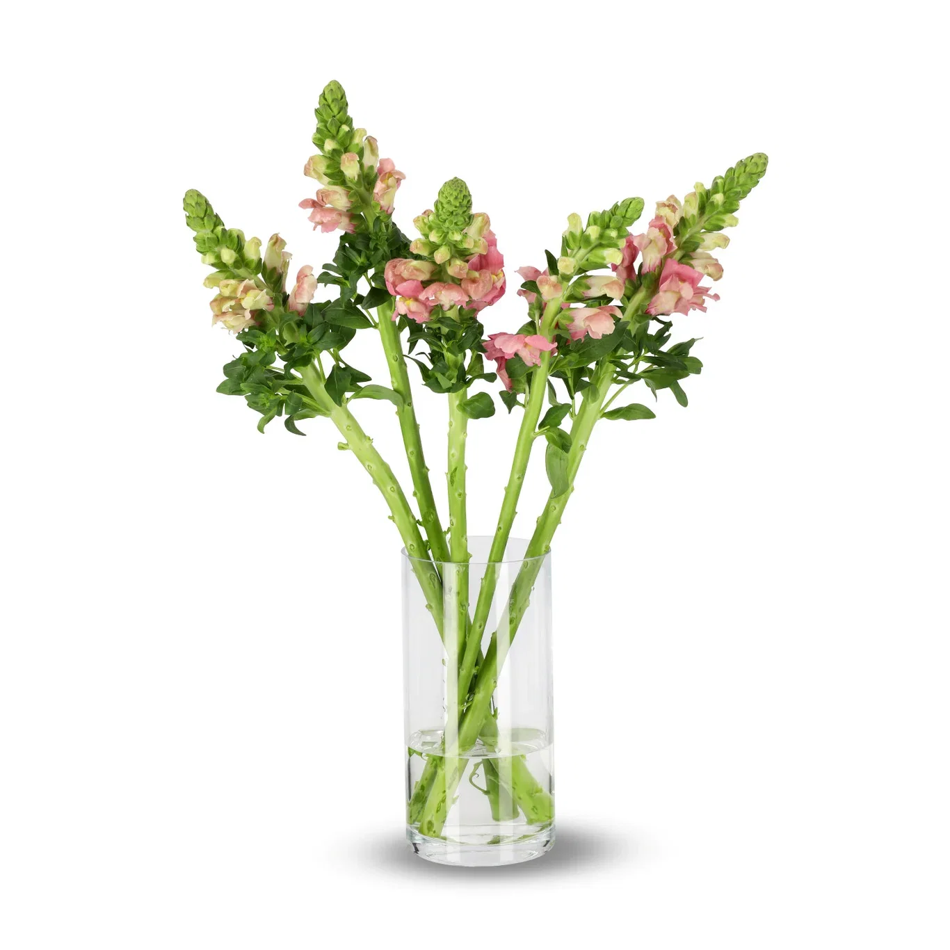 Anthirrinum mix 50cm 5pk