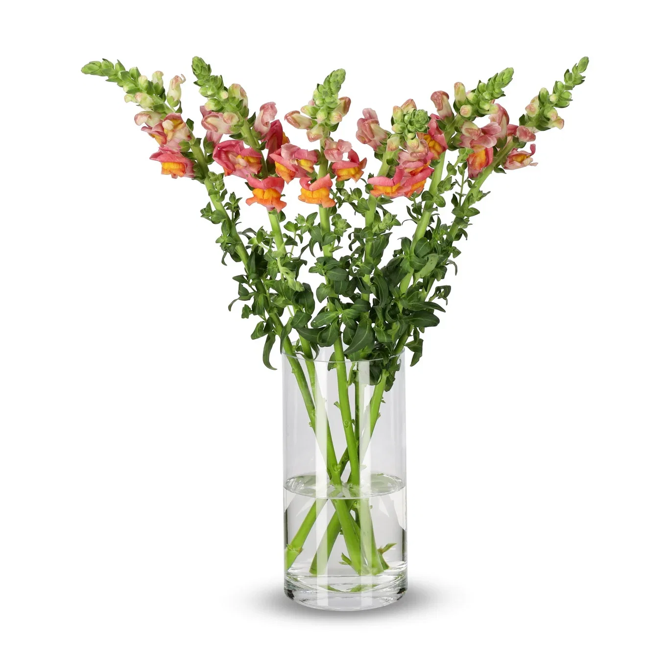 Anthirrinum mix 50cm 5pk