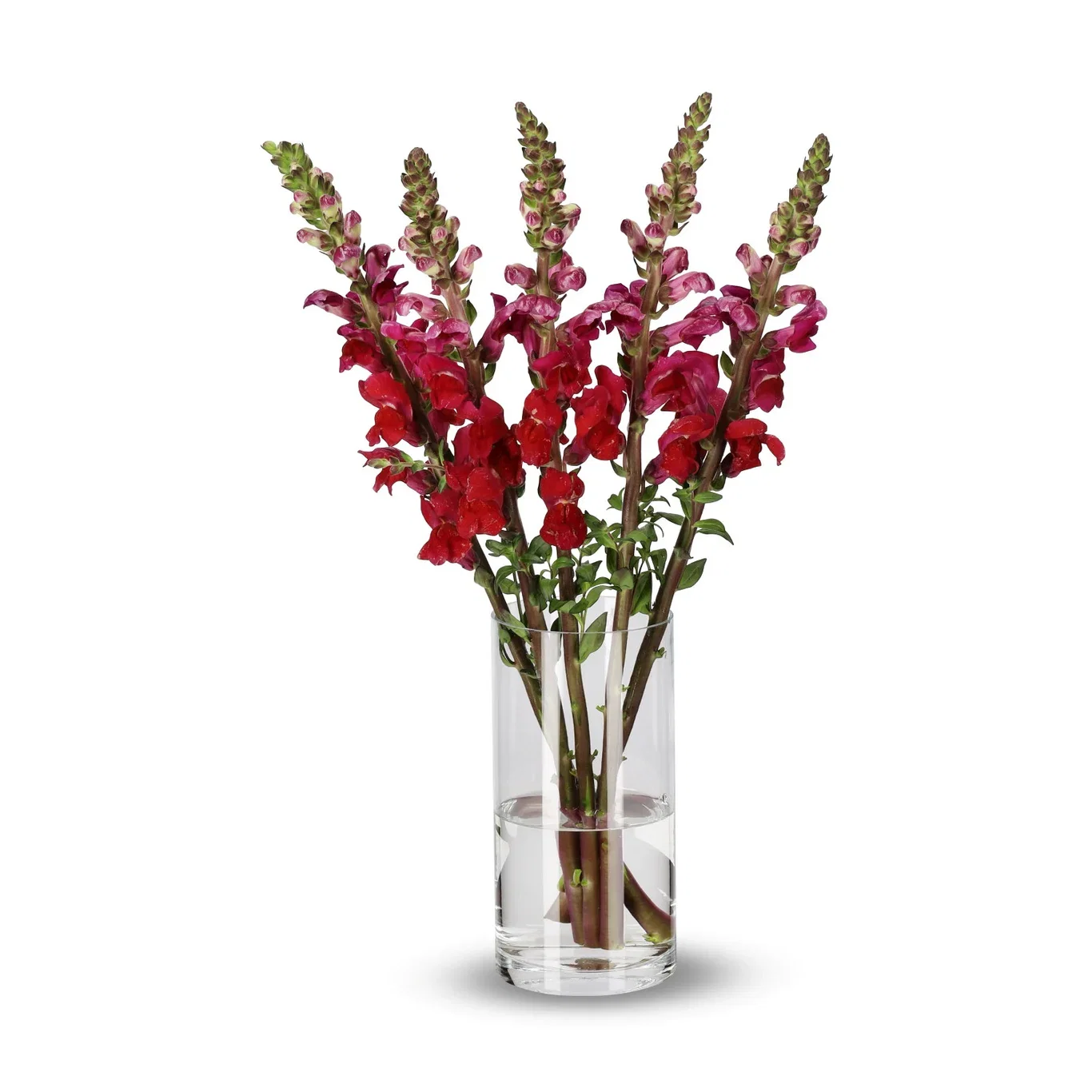 Anthirrinum mix 50cm 5pk