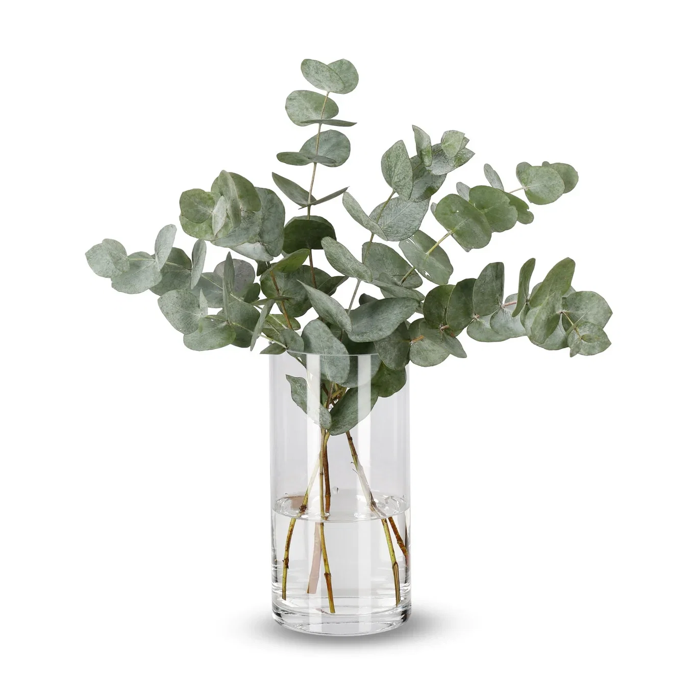 Eucalyptus 40cm 5pk YR