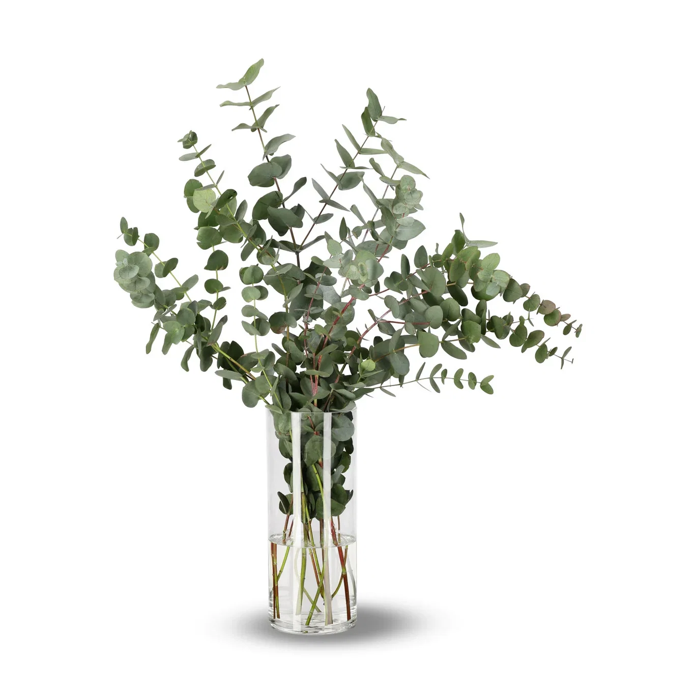 Eucalyptus 60cm 5pk YR