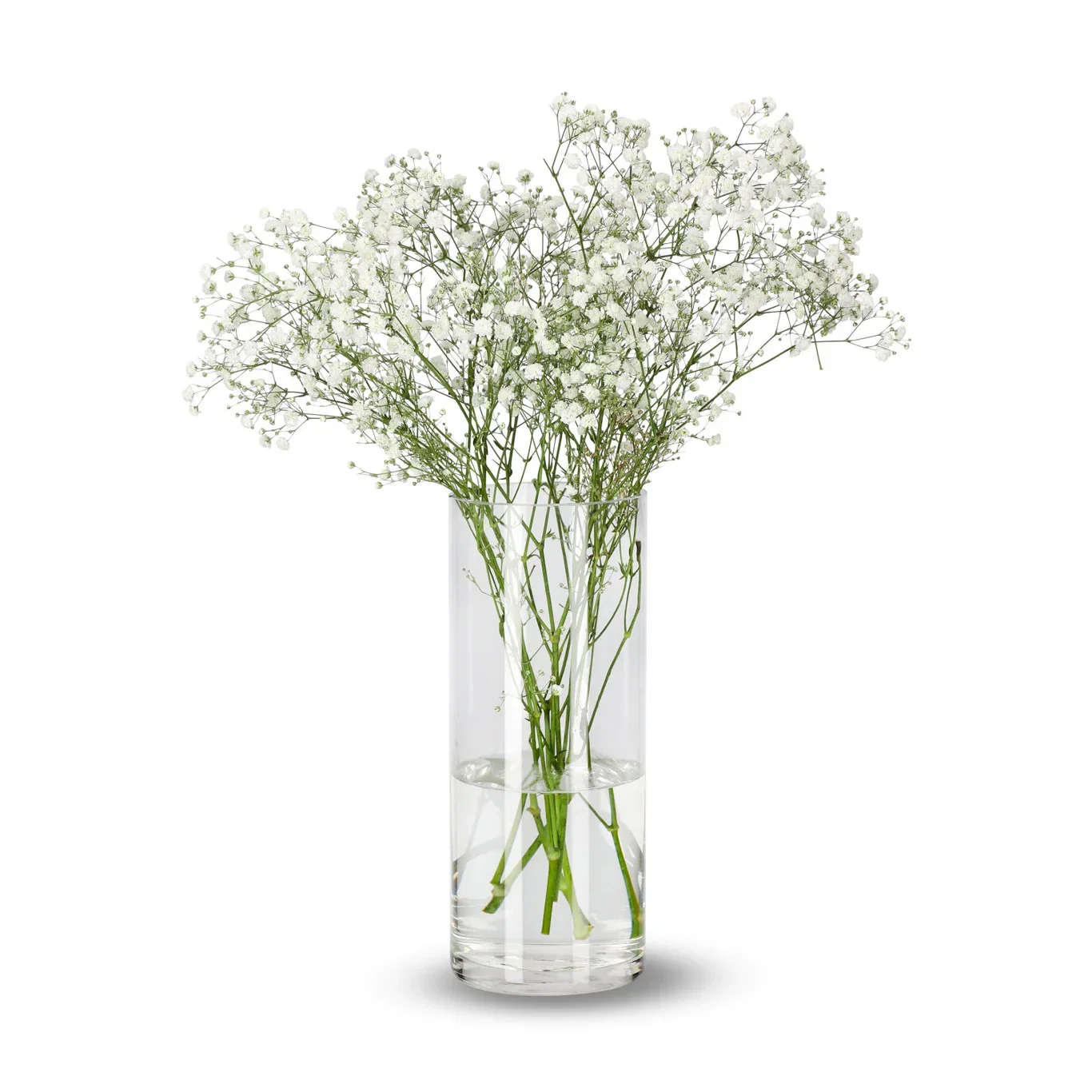 Gypsophila 50cm 5pk YR
