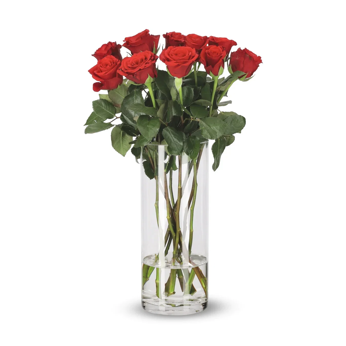 Roses Premium Red 50cm YR
