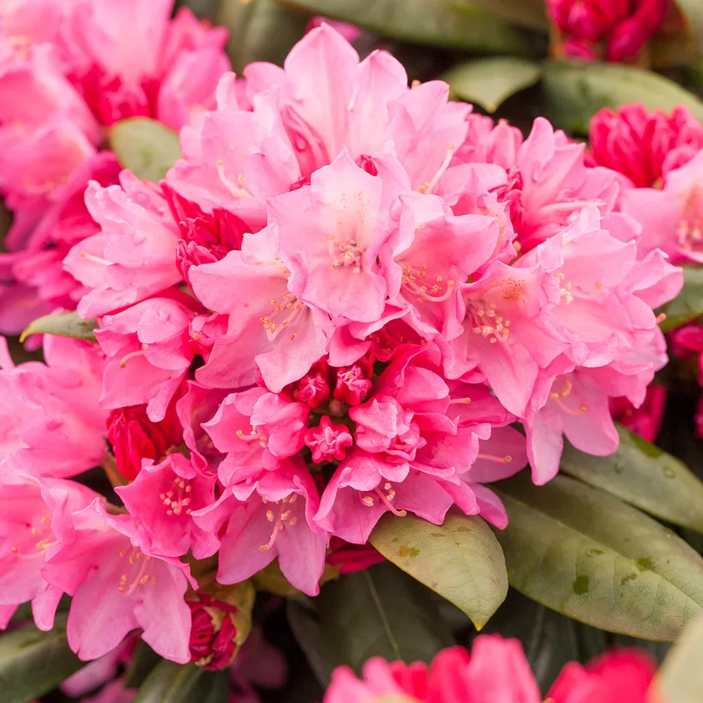 Rhododendron yak.'Polaris' 23cm