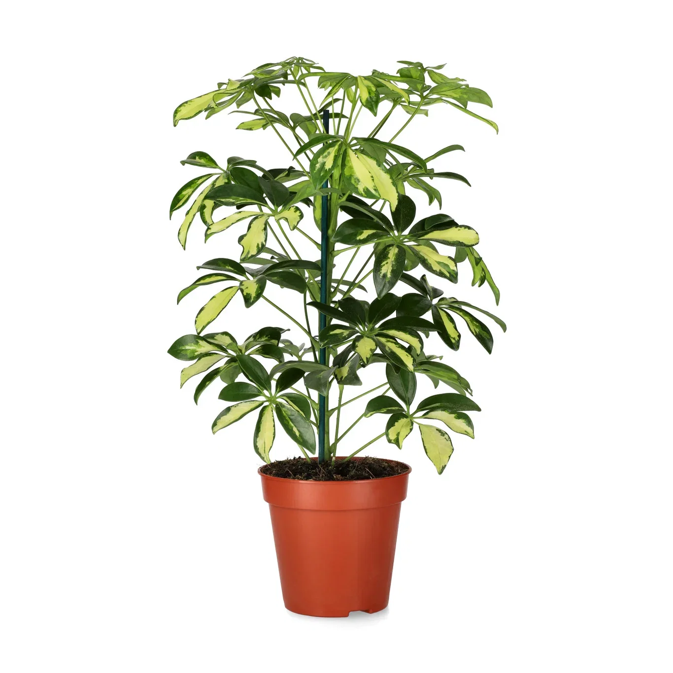 Paraplytre ‘Gerda’