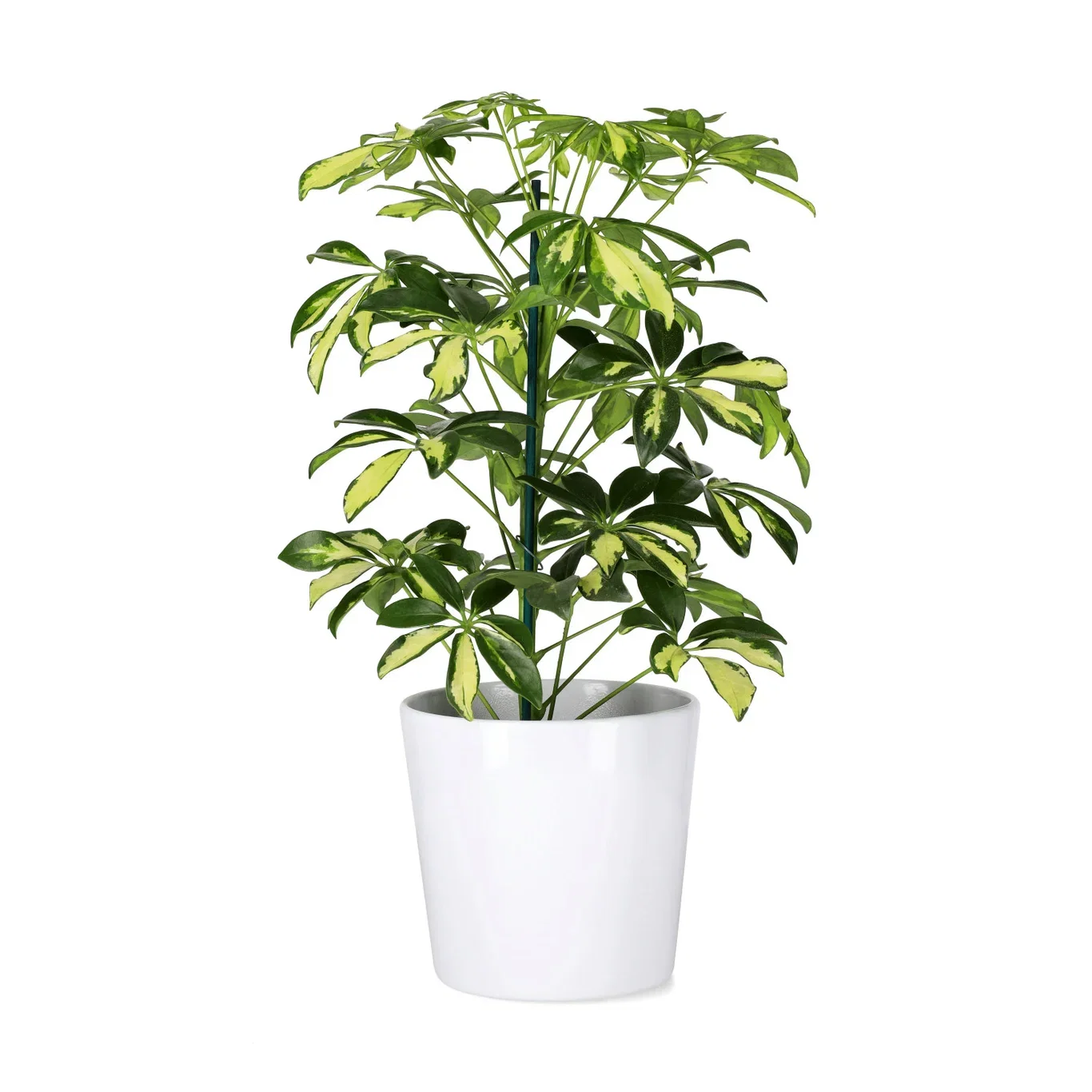 Paraplytre ‘Gerda’