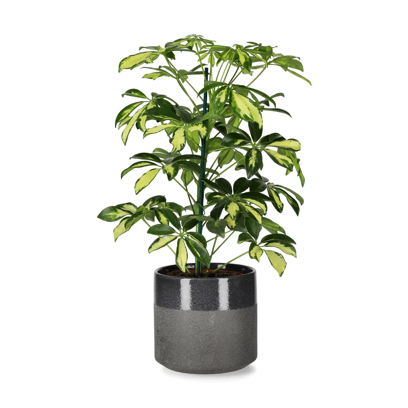 Paraplytre ‘Gerda’