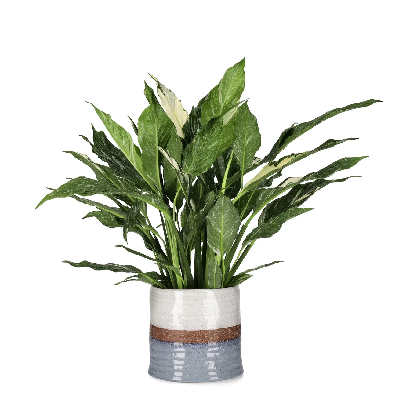 Spathiphyllum 'Diamond'