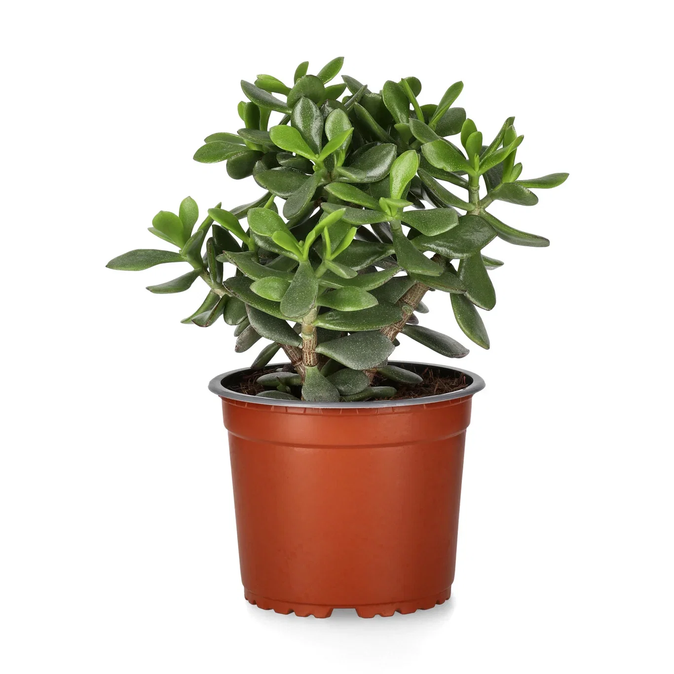 Jade plant