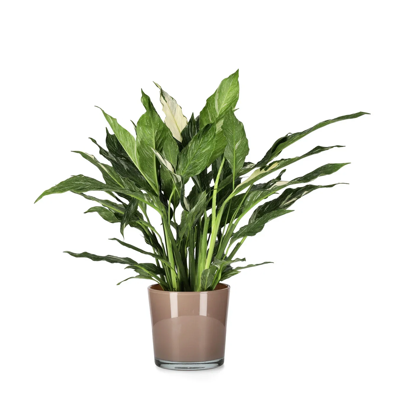 Spathiphyllum 'Diamond'