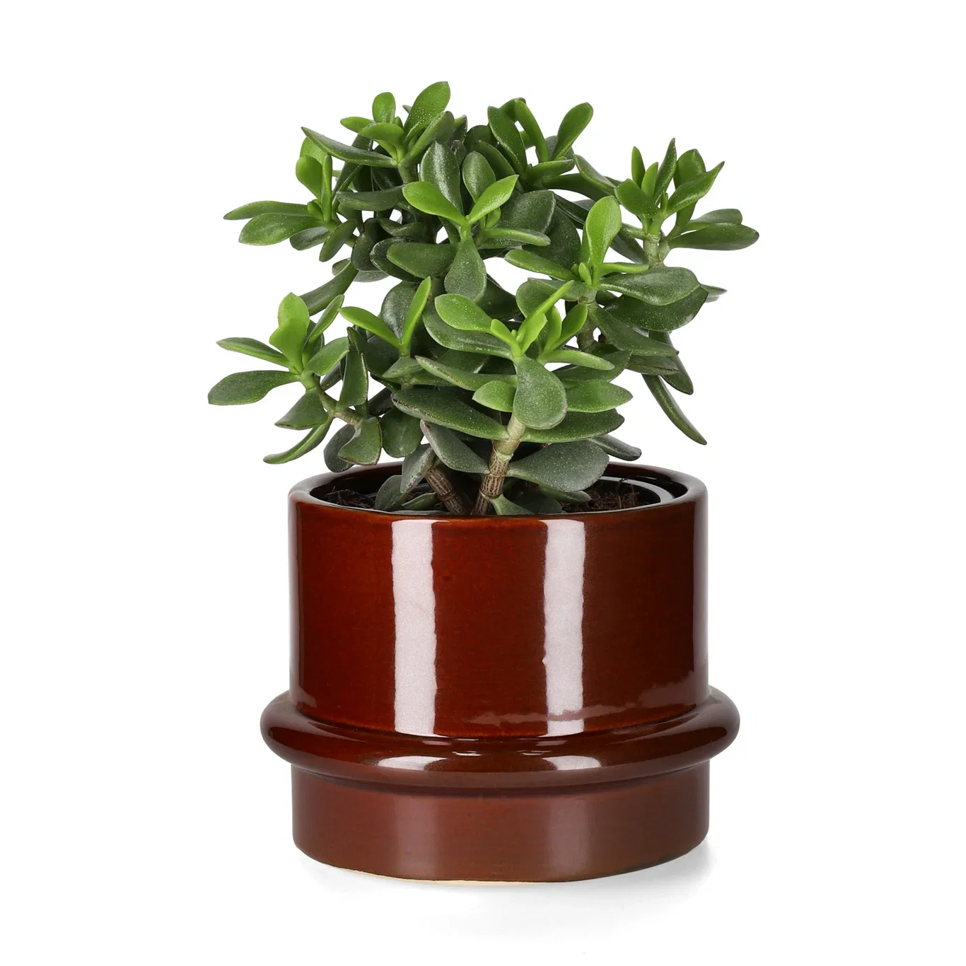 Jade plant