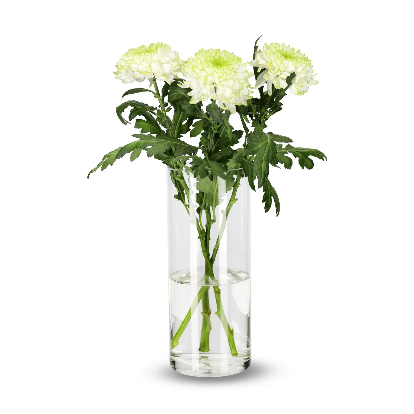 Chrysanthemum Uniflower