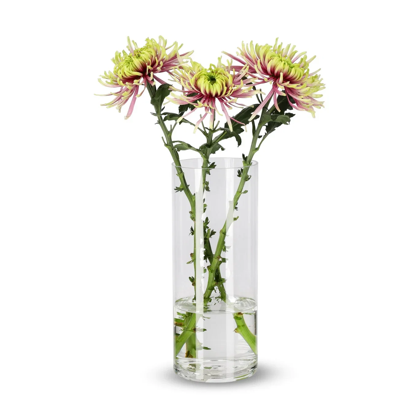 Chrysanthemum Uniflower