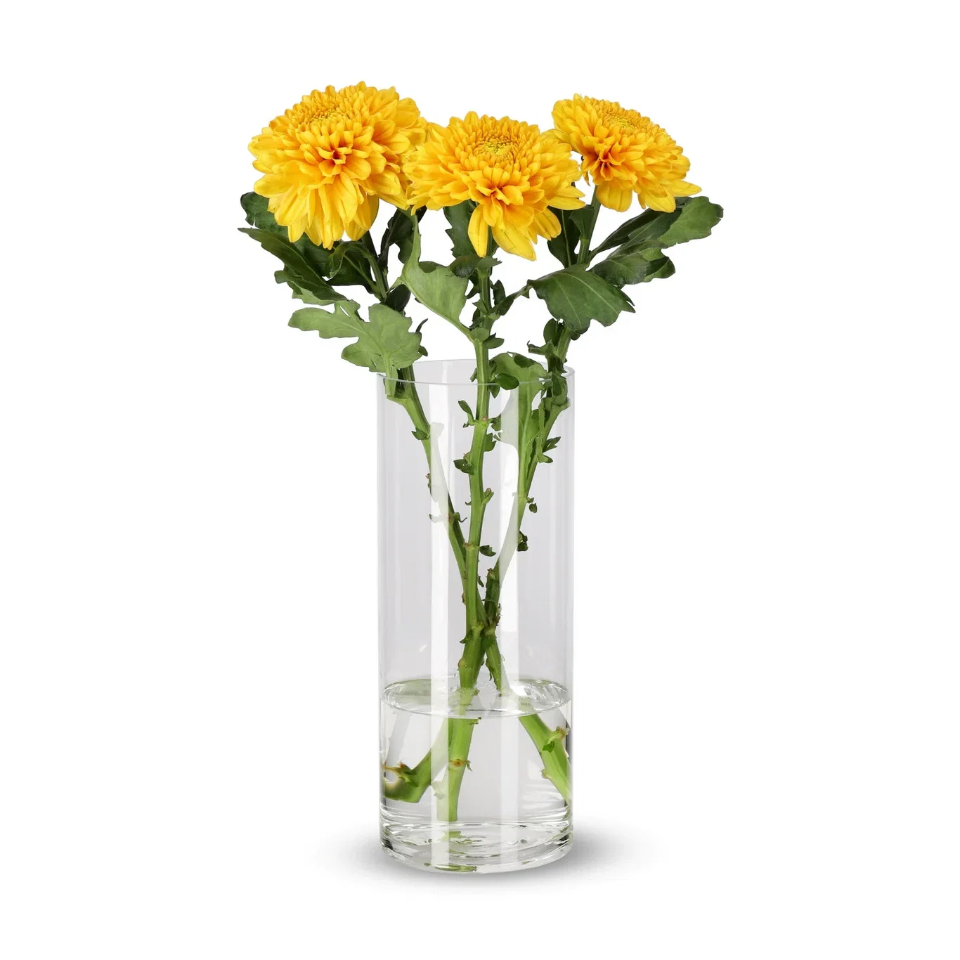 Chrysanthemum Uniflower