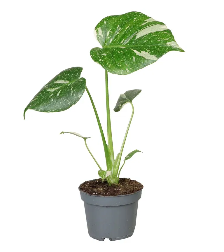 Monstera deliciosa 'Thai Constellation'