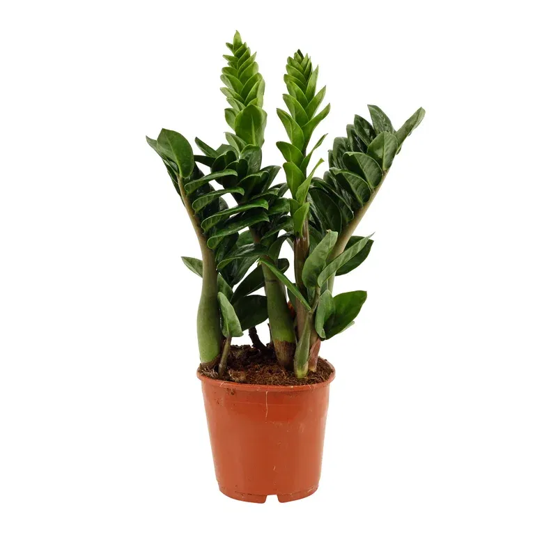 Zamioculcas zamiifolia 'Zenzi' 14 cm