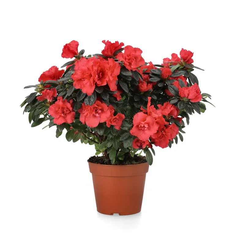 Rhododendron simsii Red 15 cm