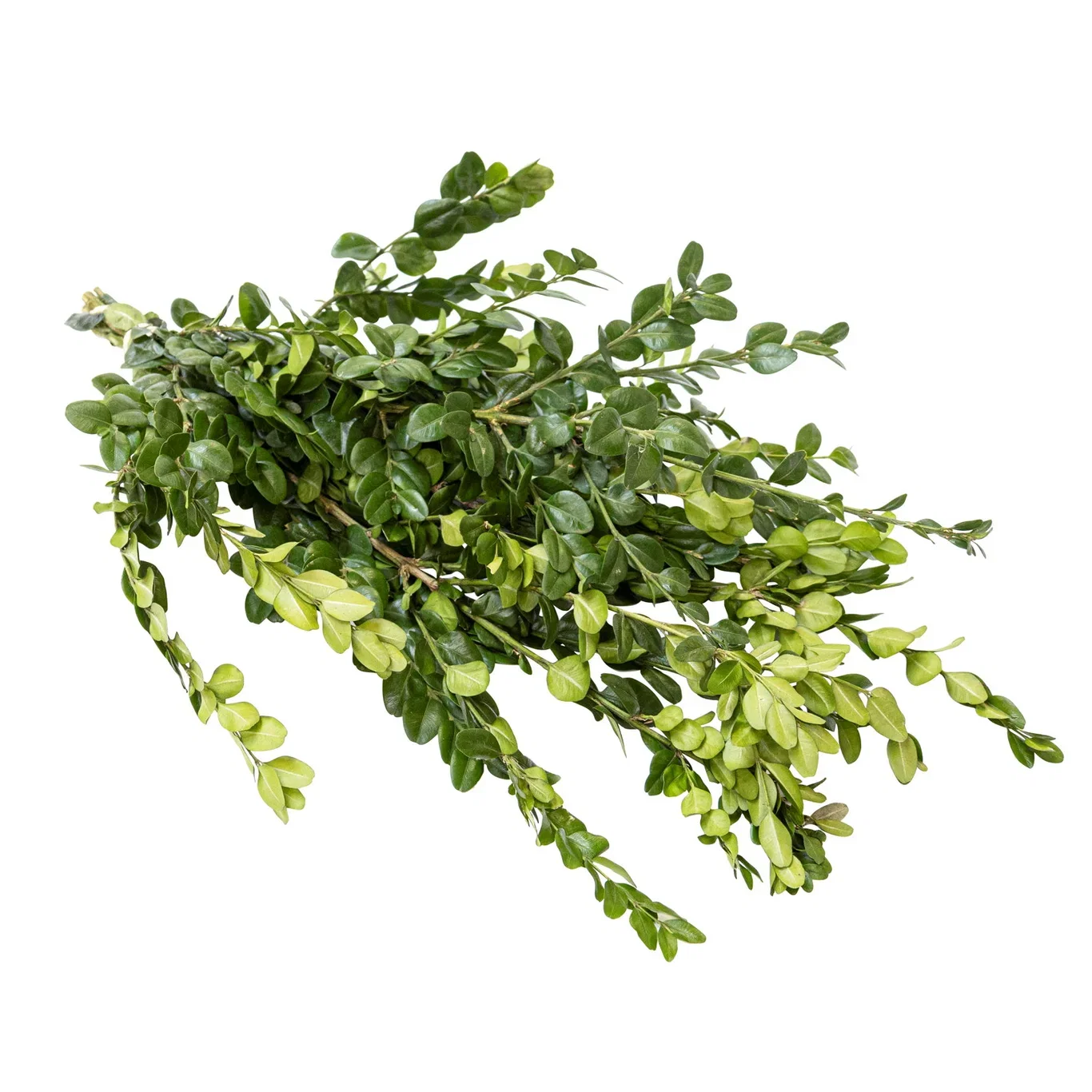 Buxbom handbouquet 150-200 gram