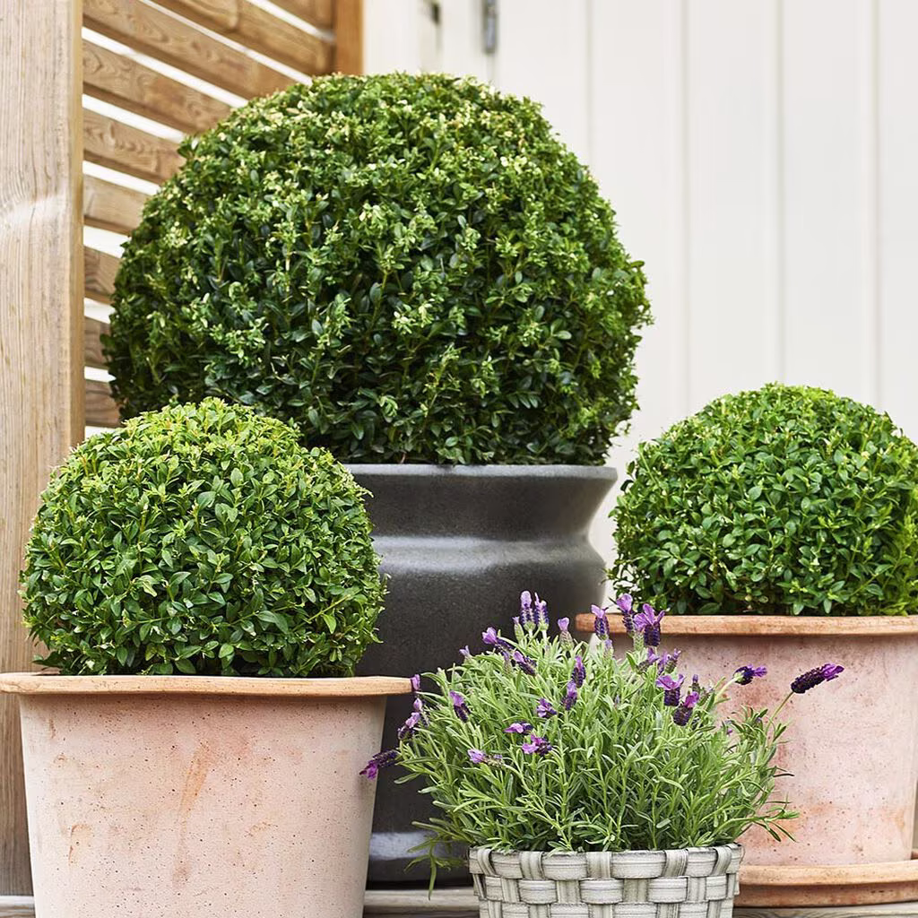 Boxwood – planting and care