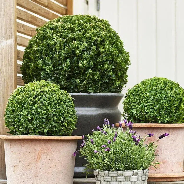 Boxwood – planting and care
