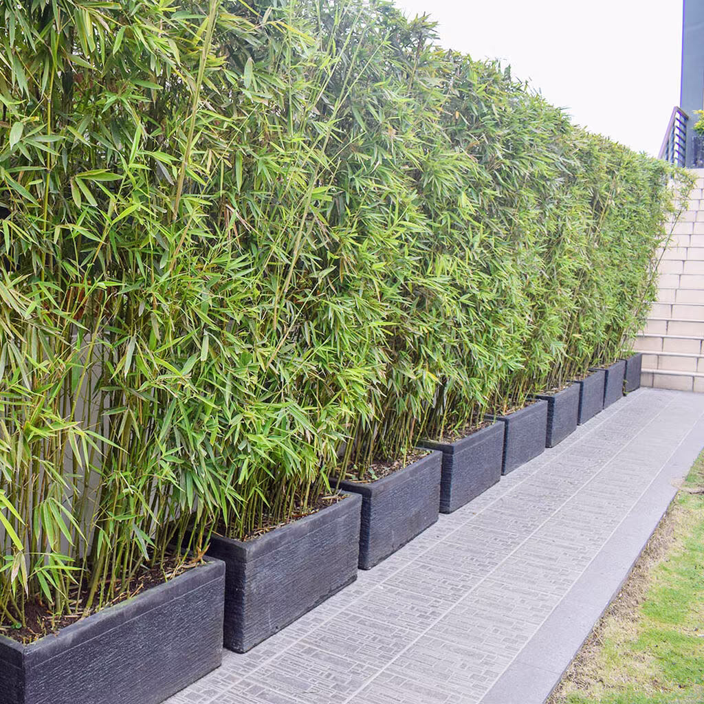 Bamboo – planting and care