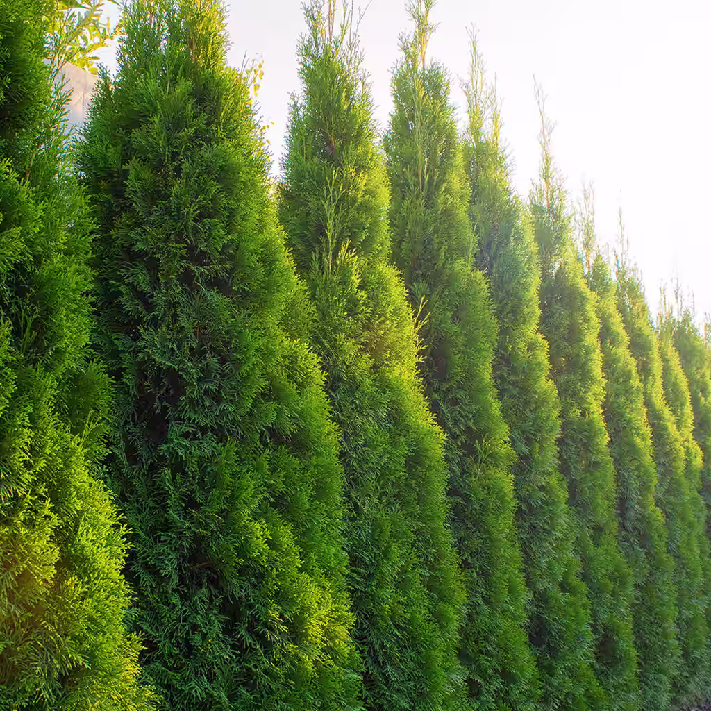 Thuja – how to succeed with planting and pruning