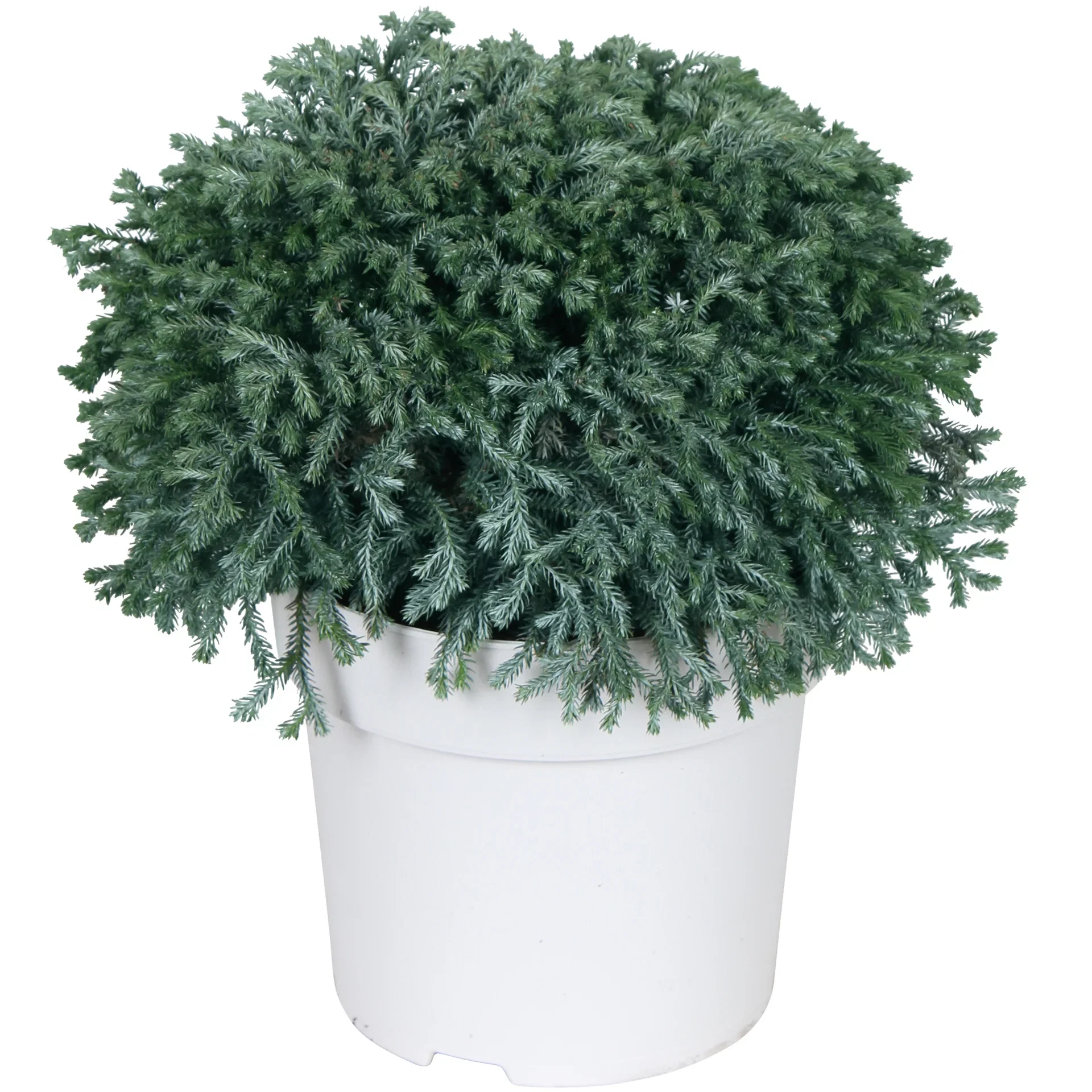 Nålesypress 'Minta'