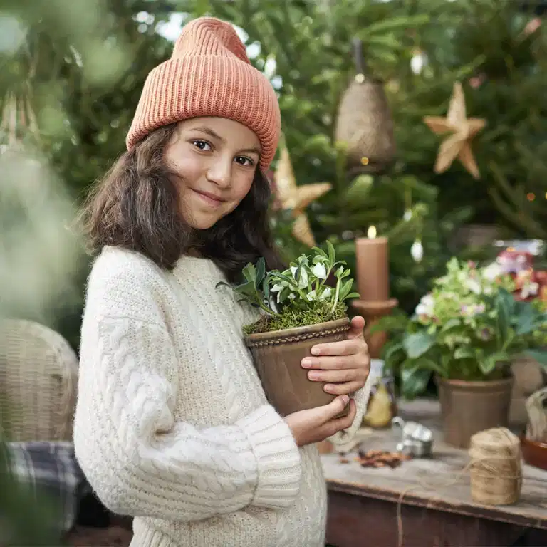 30 % off all helleborus