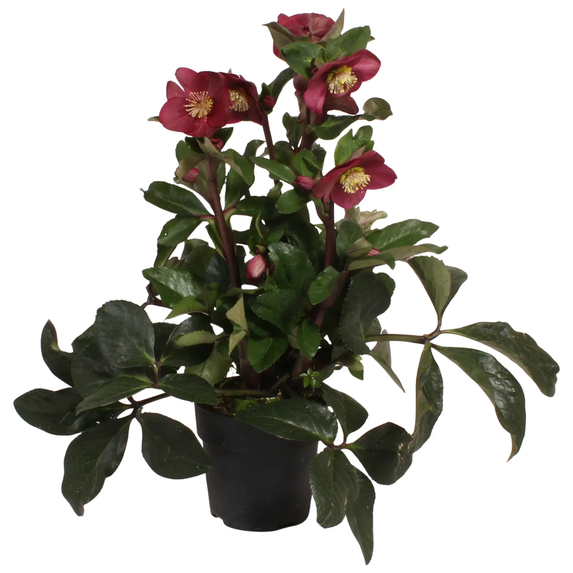 Helleborus ICE 'N' ROSES RED 15 cm