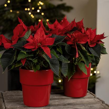 Poinsettias