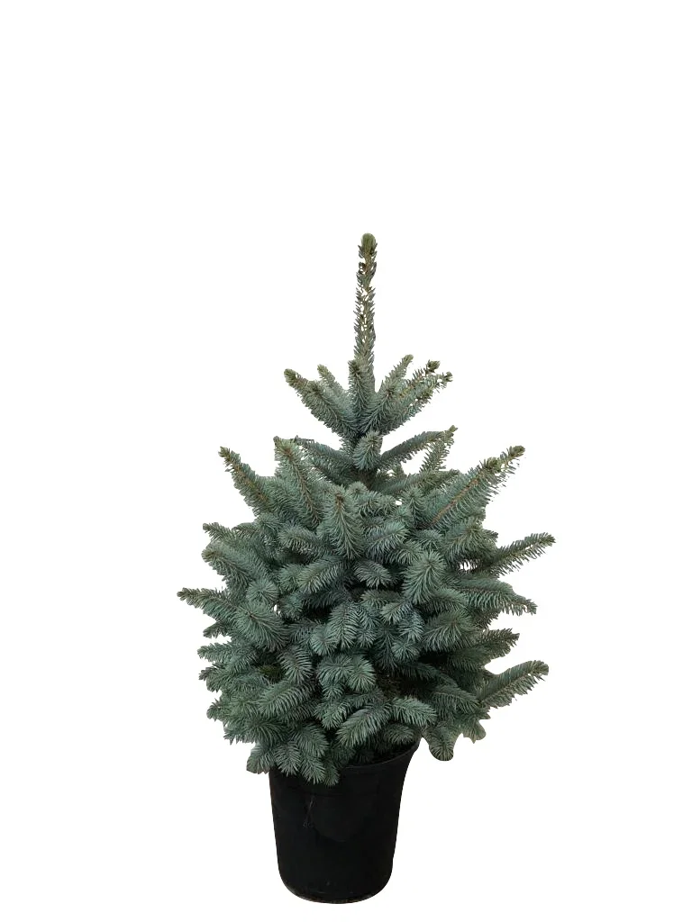 Blågran ‘Baby Blue’