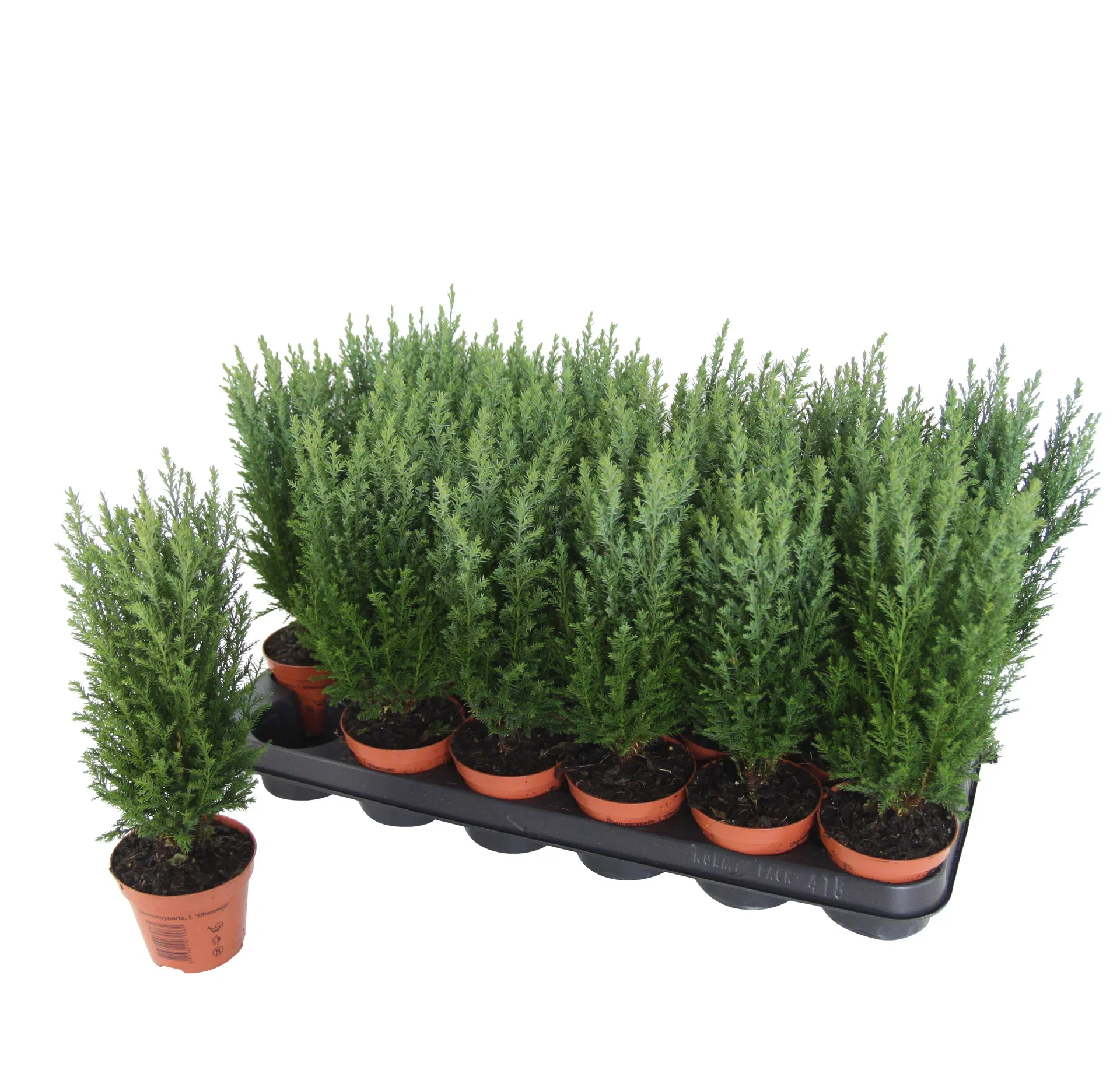 Lawsonsypress 'Ellwoodii'