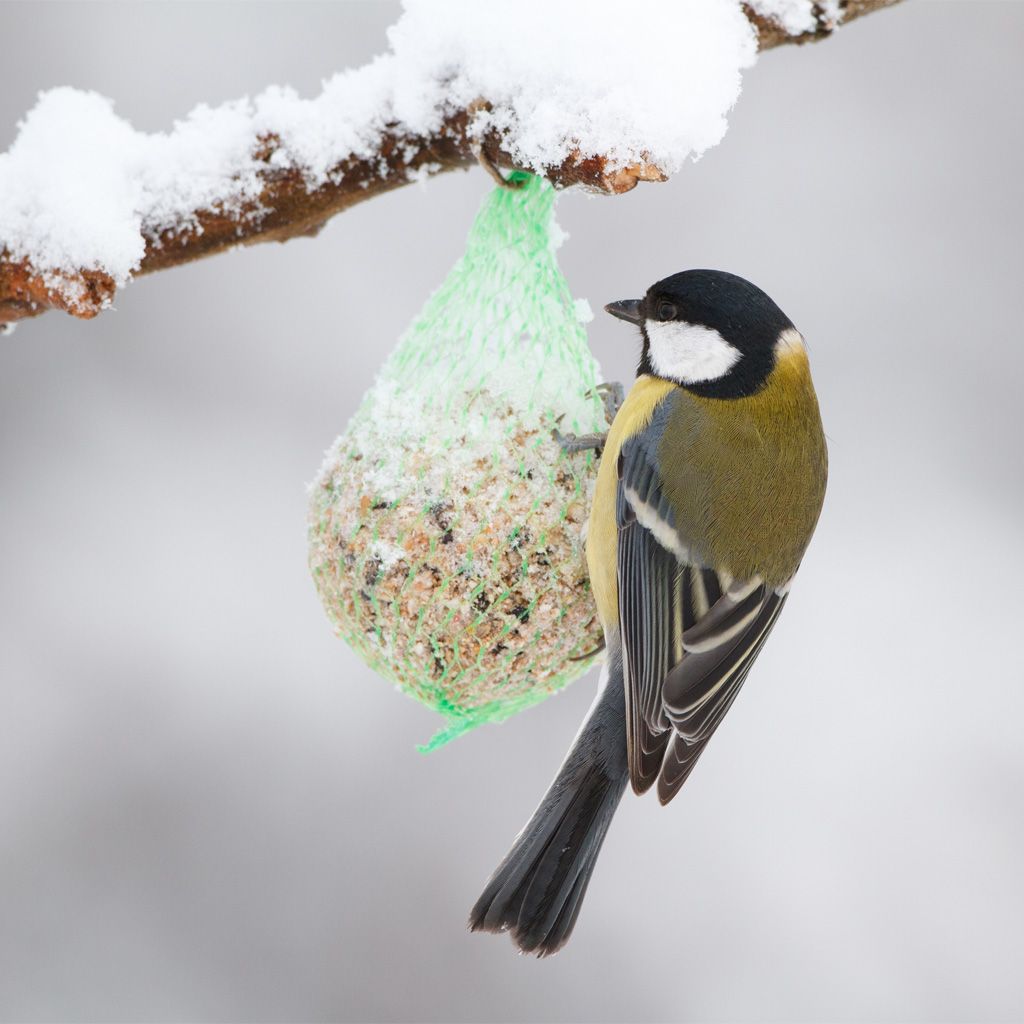 Image of Alt til småfuglene