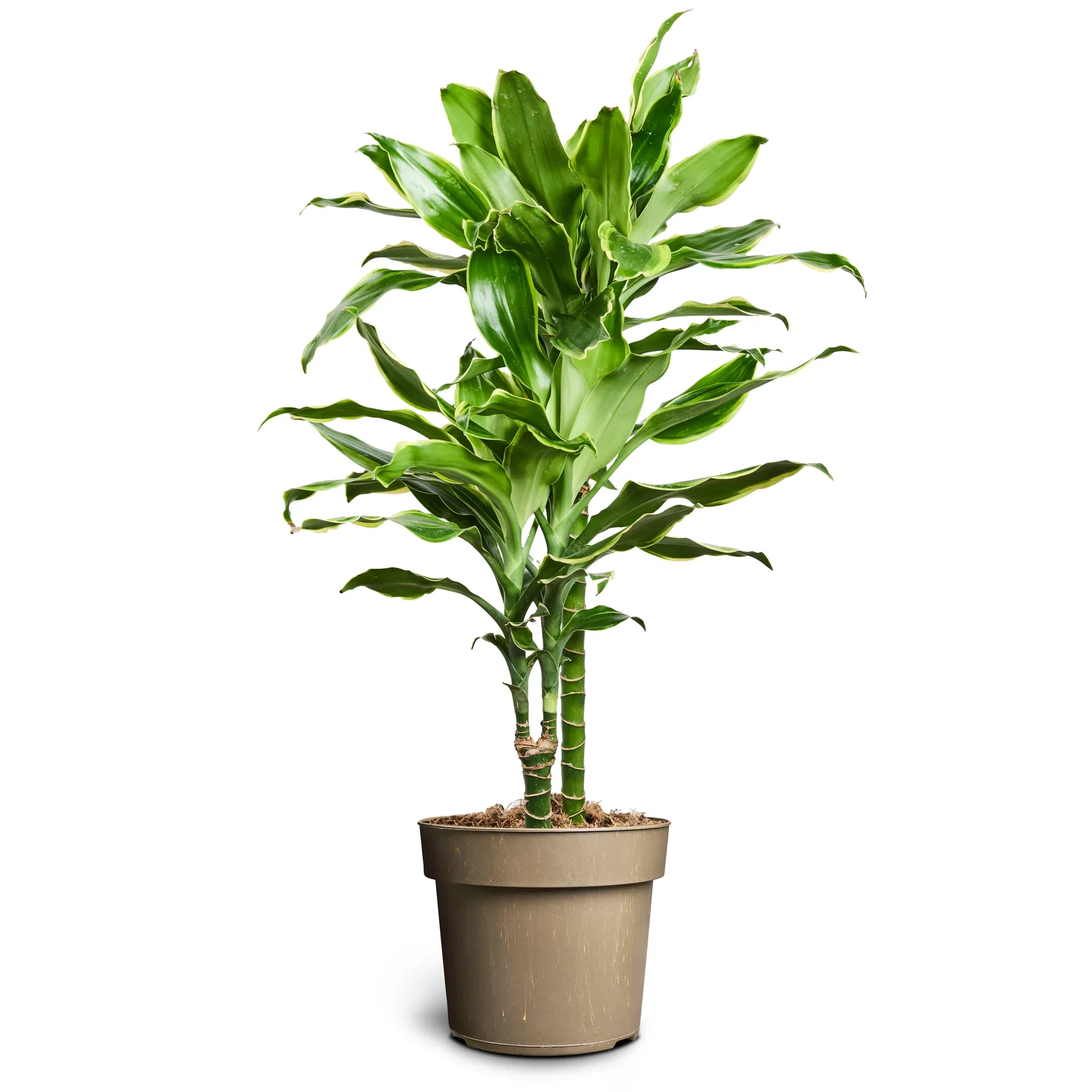 Draketre 'Gold Coast'