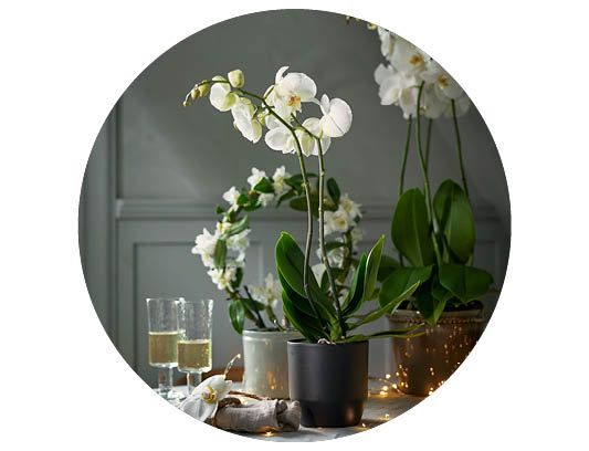 Image of Orkidéer 40%