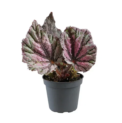 Begonia Rex mini mix