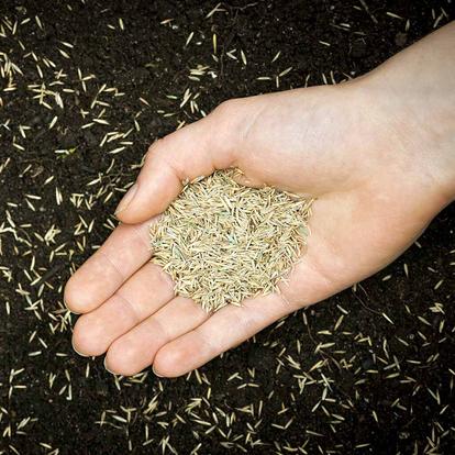 Lawn seeds