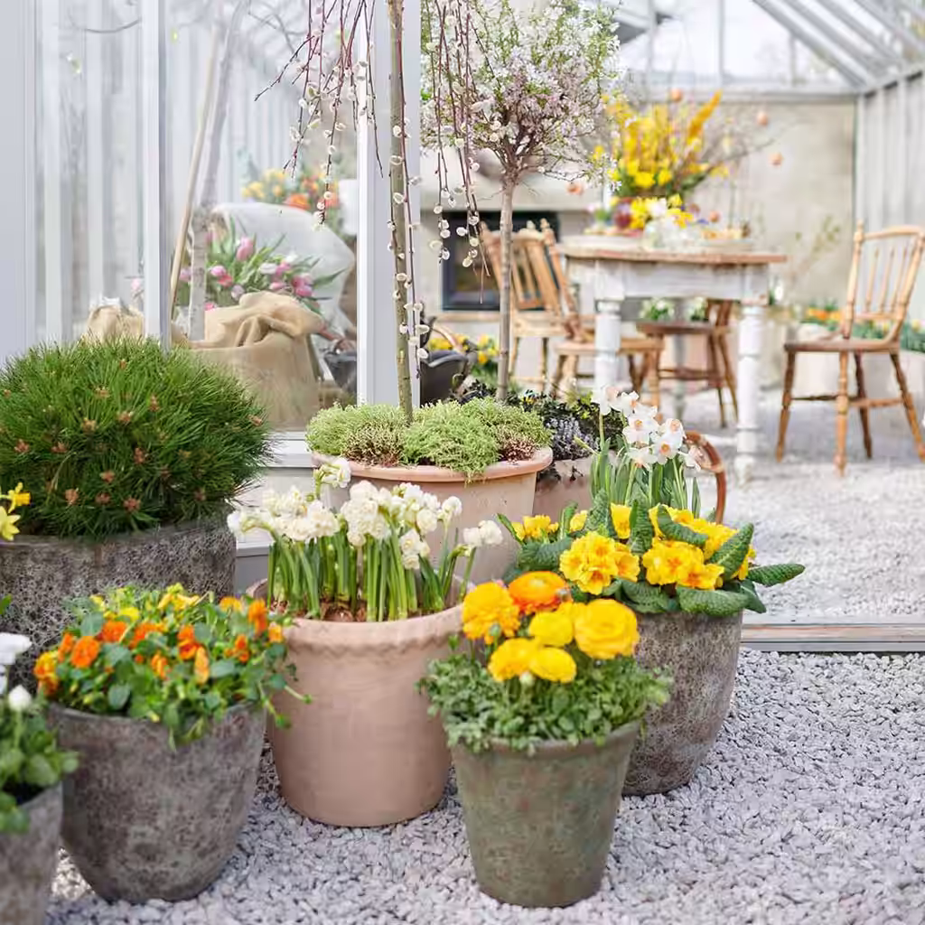 Outdoor plants in pots for Easter and early spring