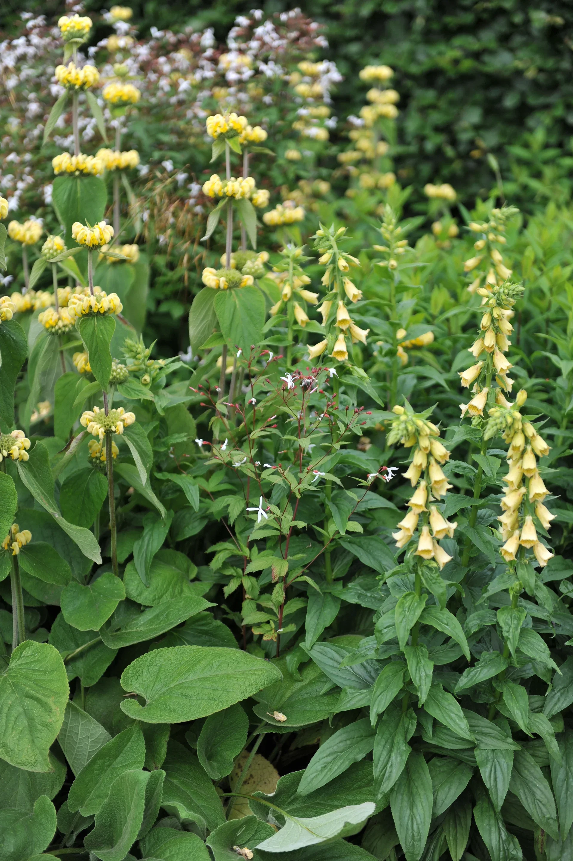 Phlomis russeliana