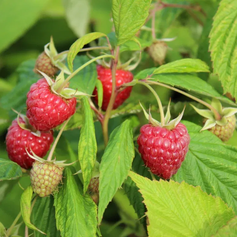 Rubus idaeus 'Glen Ample' 2L