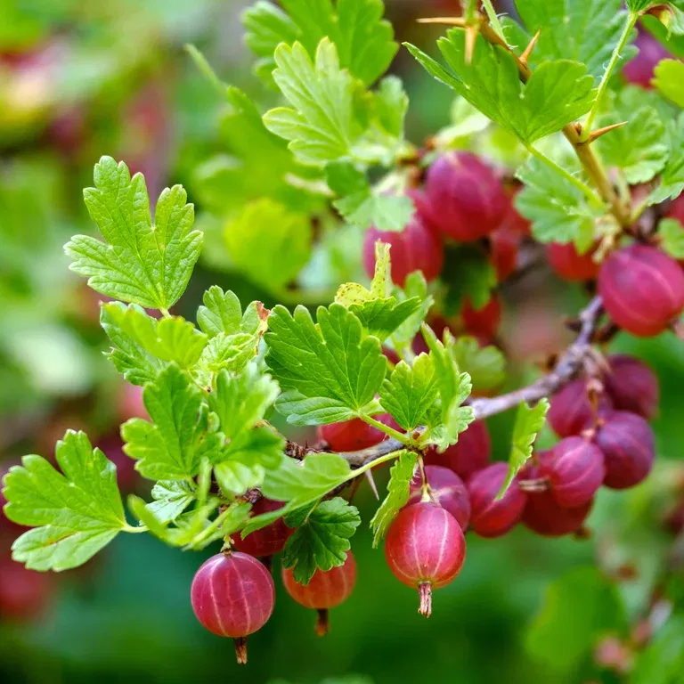 Ribes uva-crispa 'Captivator' 13cm BIO